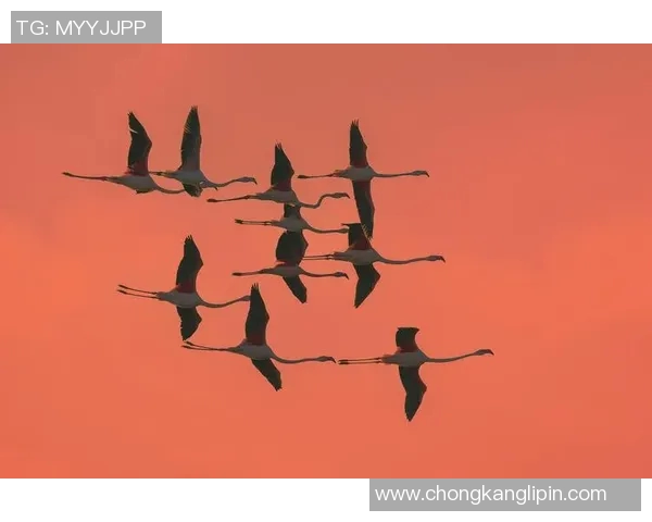 盐城湖与伐木者的对决探讨生态保护与资源开发的平衡之道