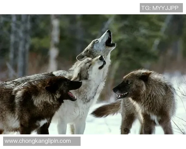 纽伦堡主场迎战贺芬咸期待精彩对决与激烈竞争 纽伦堡主场迎战贺芬咸期待精彩对决与激烈竞争